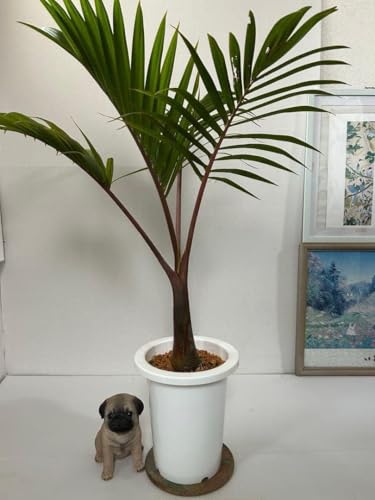 観葉植物 トックリヤシ」の人気商品一覧 | 安い商品を通販サイトから